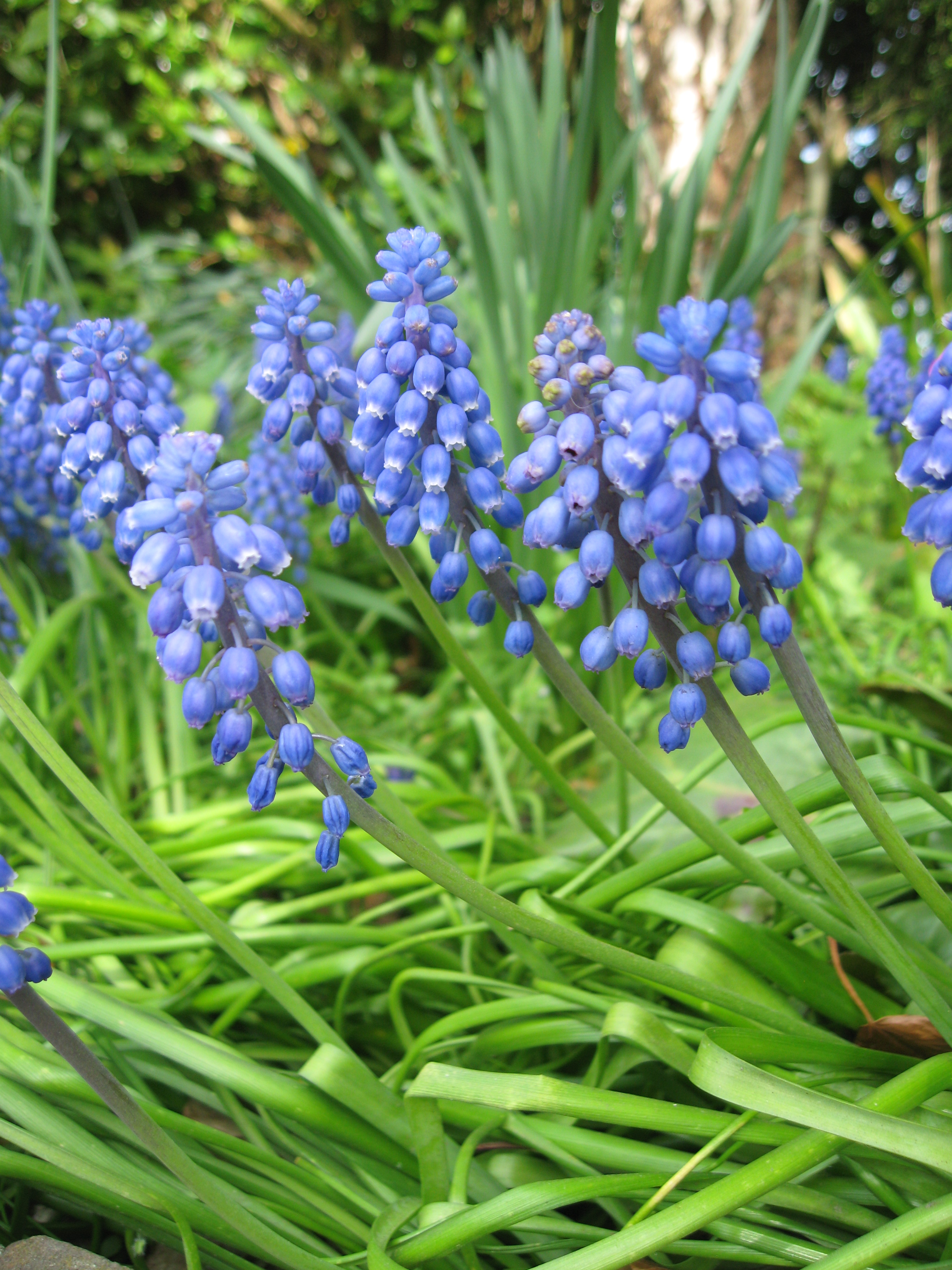 Grape hyacinth PlantLore