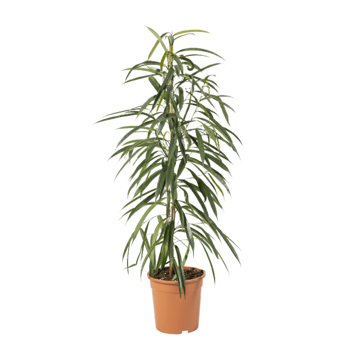 Ficus Alii Plant Olive Online Garden Center
