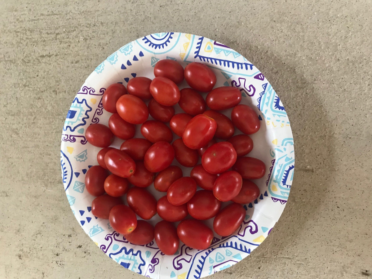 PLANTanswers Plant Answers > Rodeo Tomato for 2020 Ruby Crush Grape