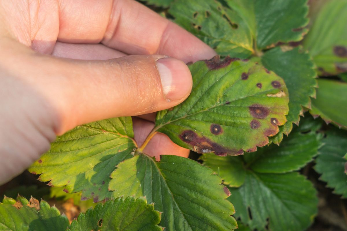 ¿Cómo eliminar el pulgón de las plantas? Soluciones