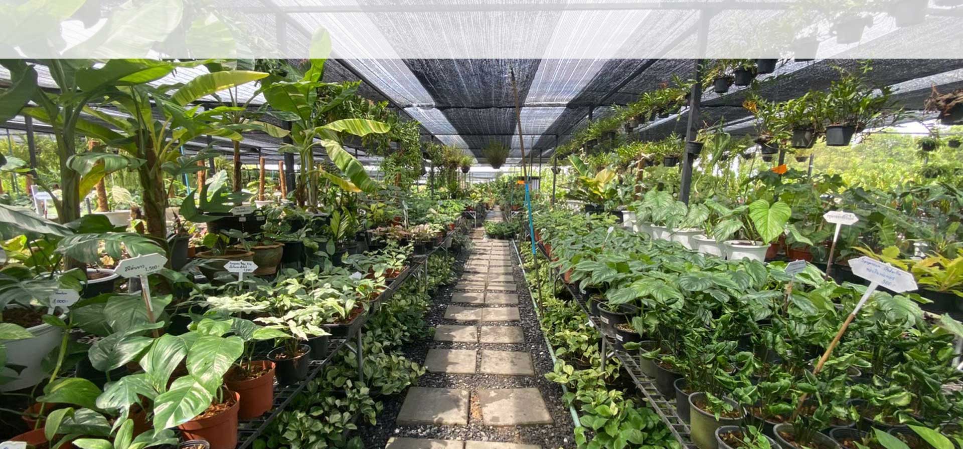 Thailand Tropical Aroid Plants Nursery, Exporter, Supplier Wholesale