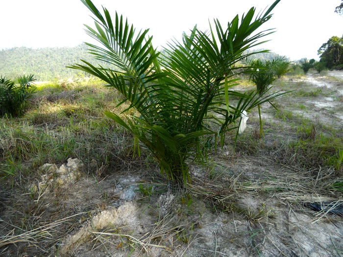 Invasive Weeds in Your Oil Palm? Plantation Solutions