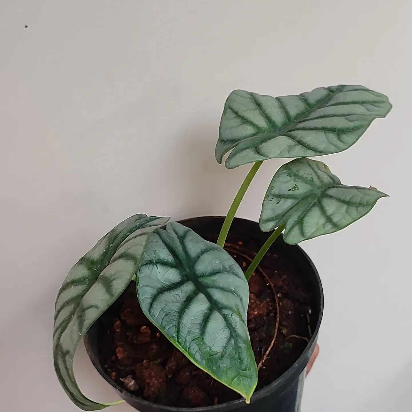 Alocasia Silver Dragon Care + Growing Tips Plantcarefully