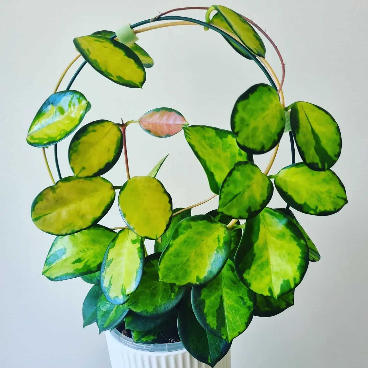 Hoya Australis Care and Growing Tips! Plantcarefully