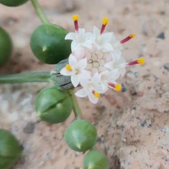 String of Pearls Plant Care & Growing Tips! Plantcarefully