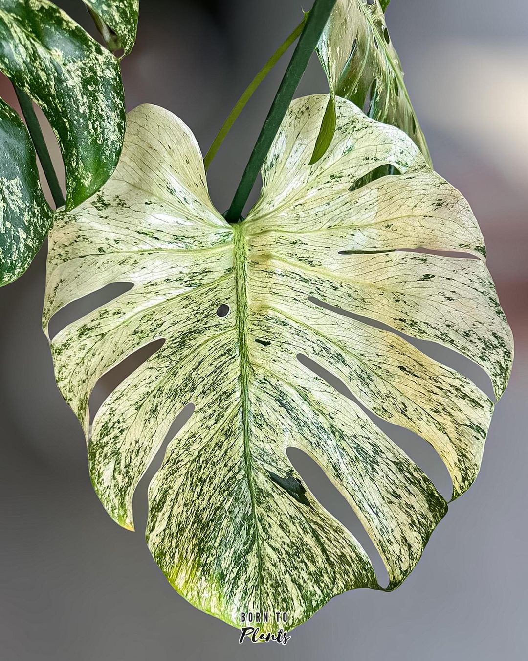 Monstera Deliciosa Care and Growing Guide Plantcarefully