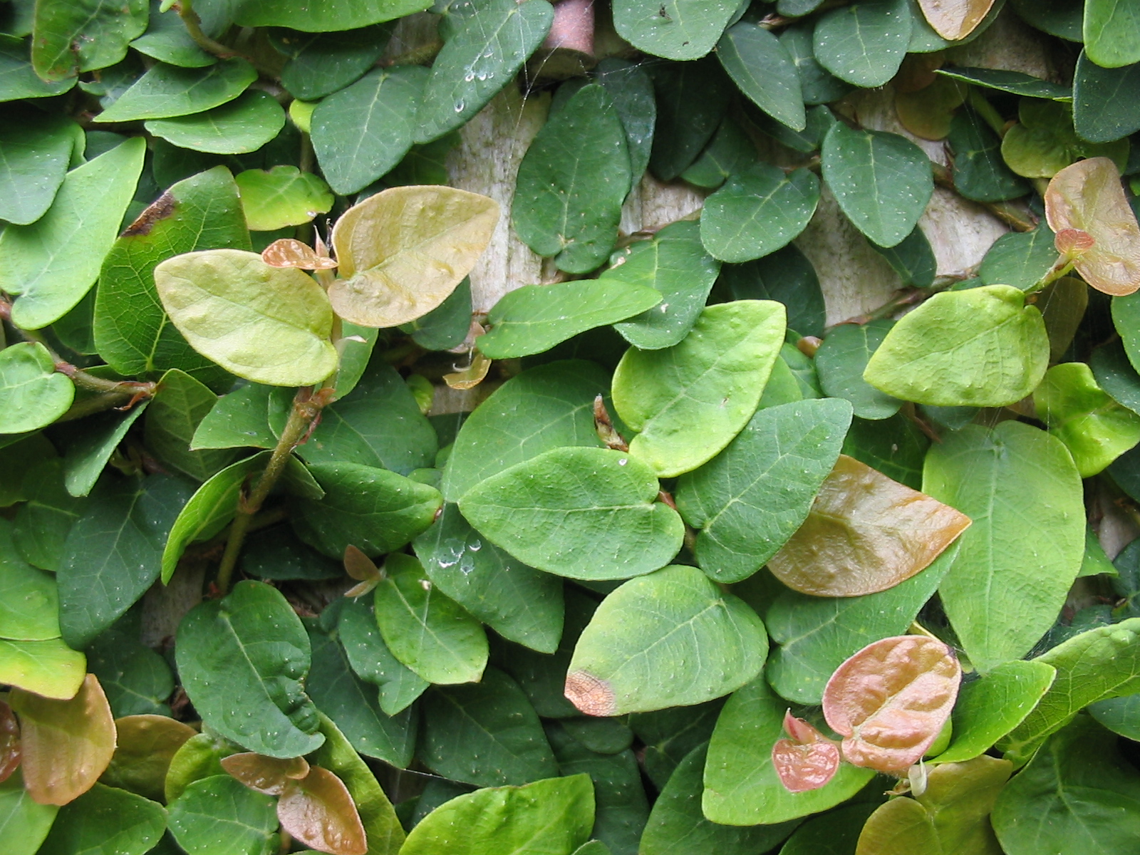 Îngrijire și informații Ficus târâtor Ficus pumila