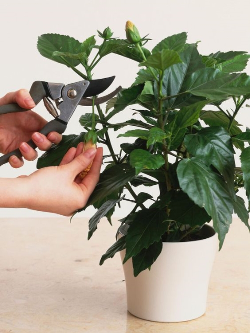 Hibiscus Plant Easy Guide How to Grow and Care for It