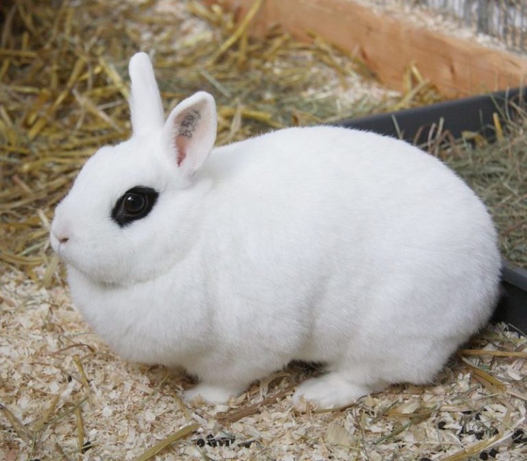 11 Rabbit Breeds that will your best Pet Companion
