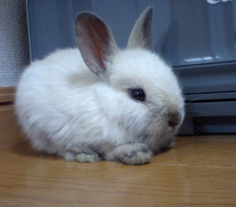 11 Rabbit Breeds that will your best Pet Companion