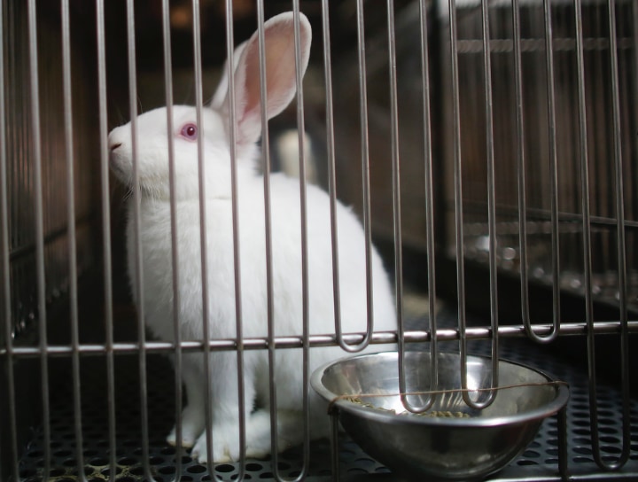 Rabbit Cages a Harmless Guide for Raising Happy Rabbits