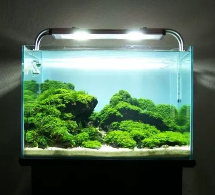 25 Best Aquascaping Ideas with Instructional Guide for 2022