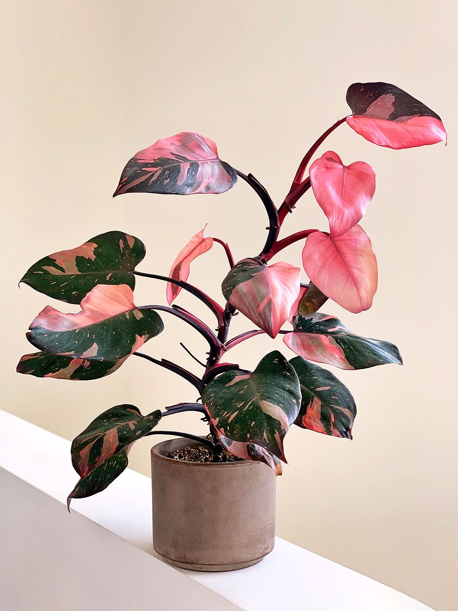 Philodendron Pink Princess Skötsel Planterad.se