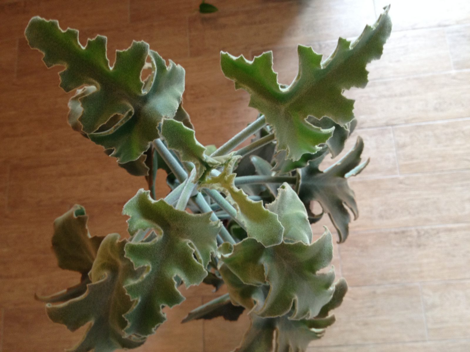 Felt plant (Kalanchoe beharensis)