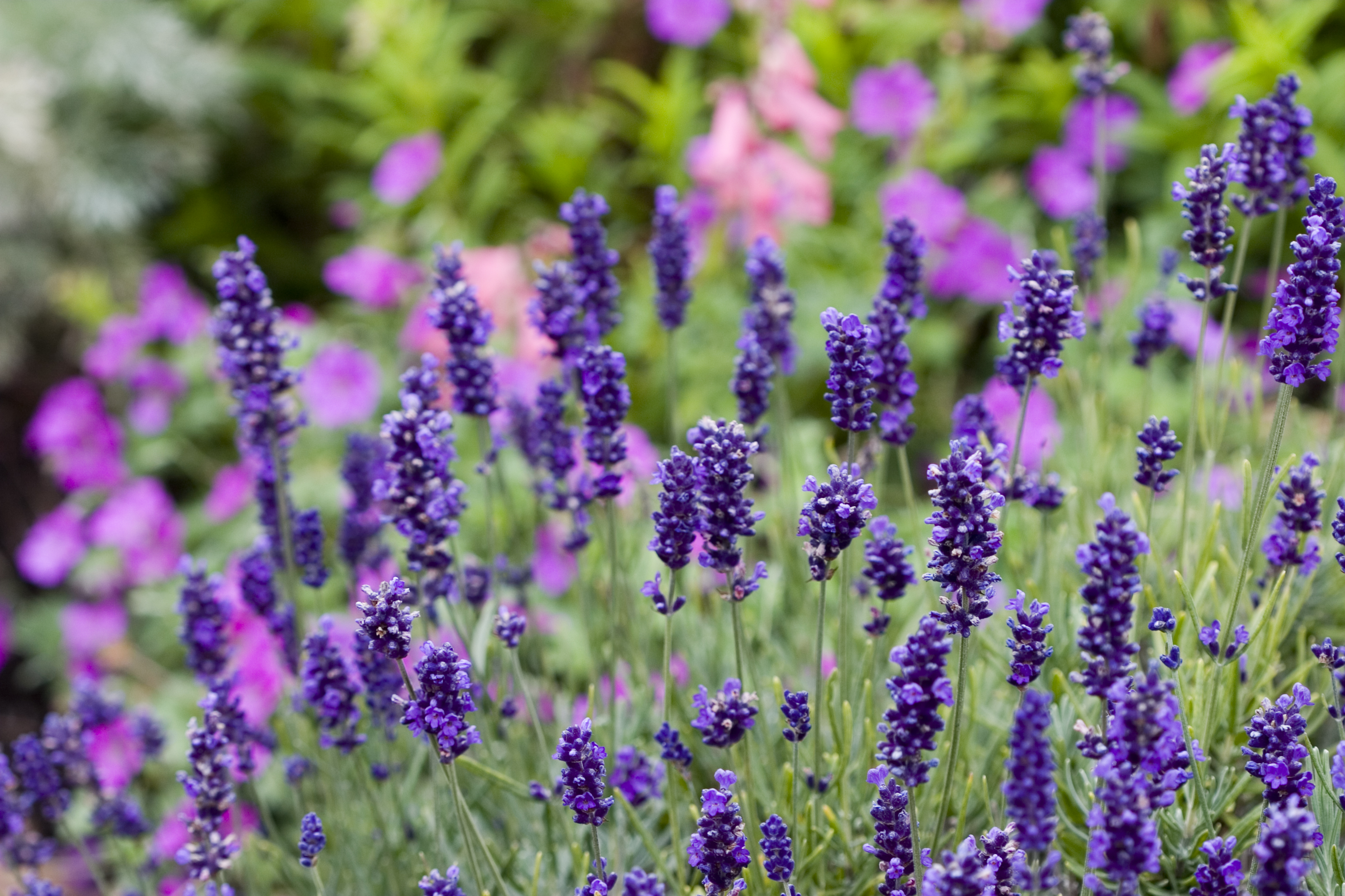Photo of Dark Purple English Lavender in a Perennial Bed