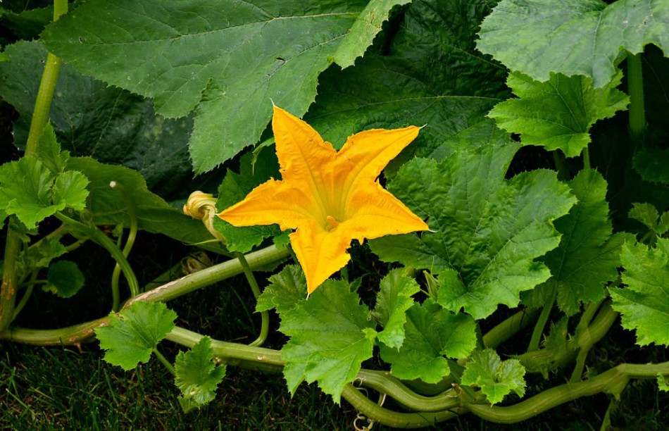 How To Tell If Female Pumpkin Flower Is Pollinated Plant Grower Report