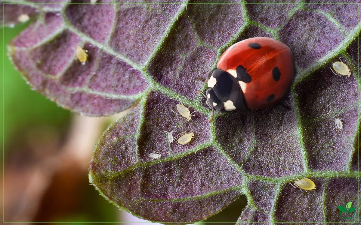 How to Get Rid of Tiny Yellow Bugs on Plants? Plant Index
