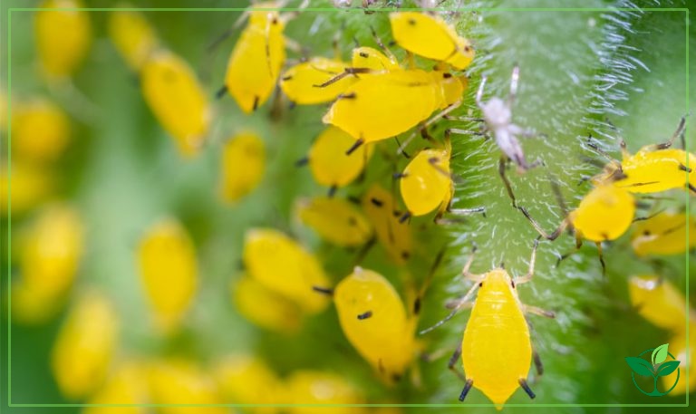 How to Get Rid of Tiny Yellow Bugs? Plant Index