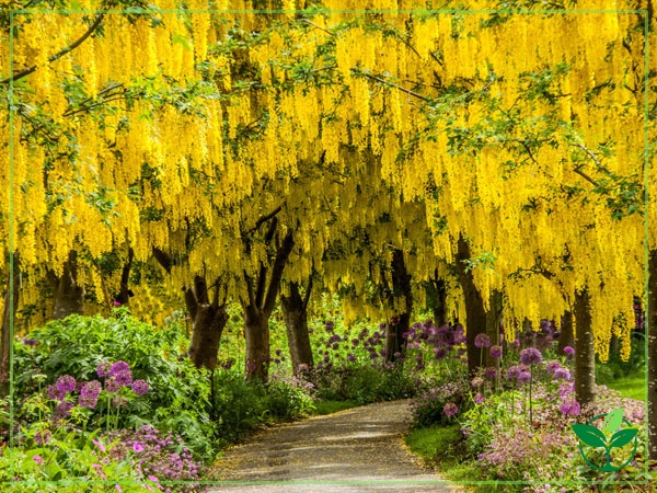 Golden Chain Tree Care, Growing, Watering, Flowering, Propagation