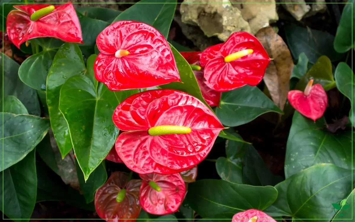 10 Flowering Indoor Plants for Low Light Room (With Pictures) Plant Index