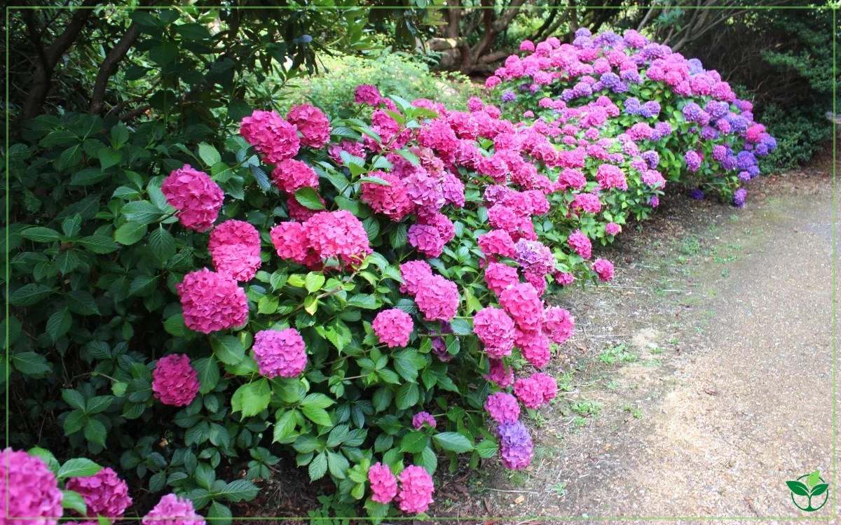 How to Keep Hydrangeas Upright? Plant Index