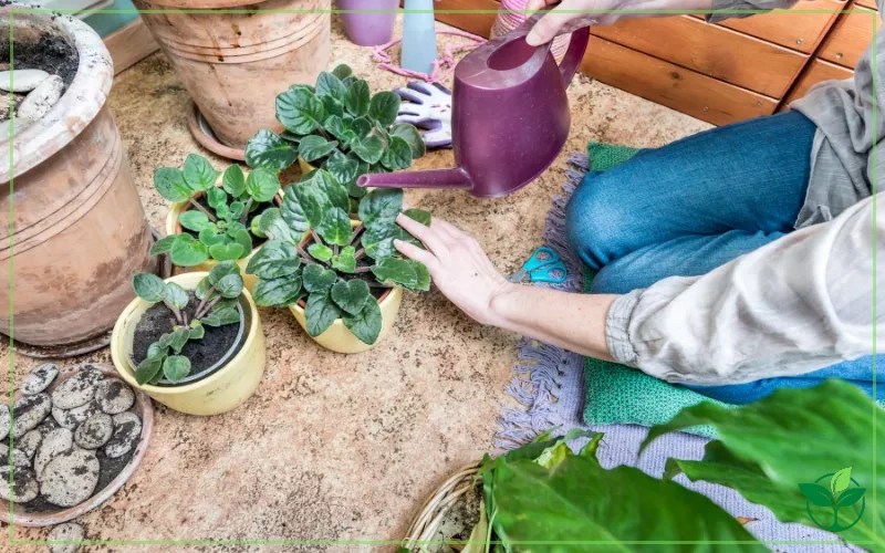 Overwatered African Violet Symptoms, Causes and Saving Process Plant