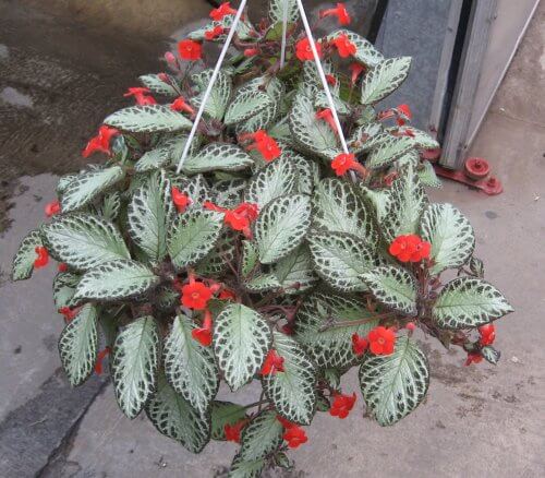 Flame Violet (Episcia cupreata) Flowering plants, Indoor Plants