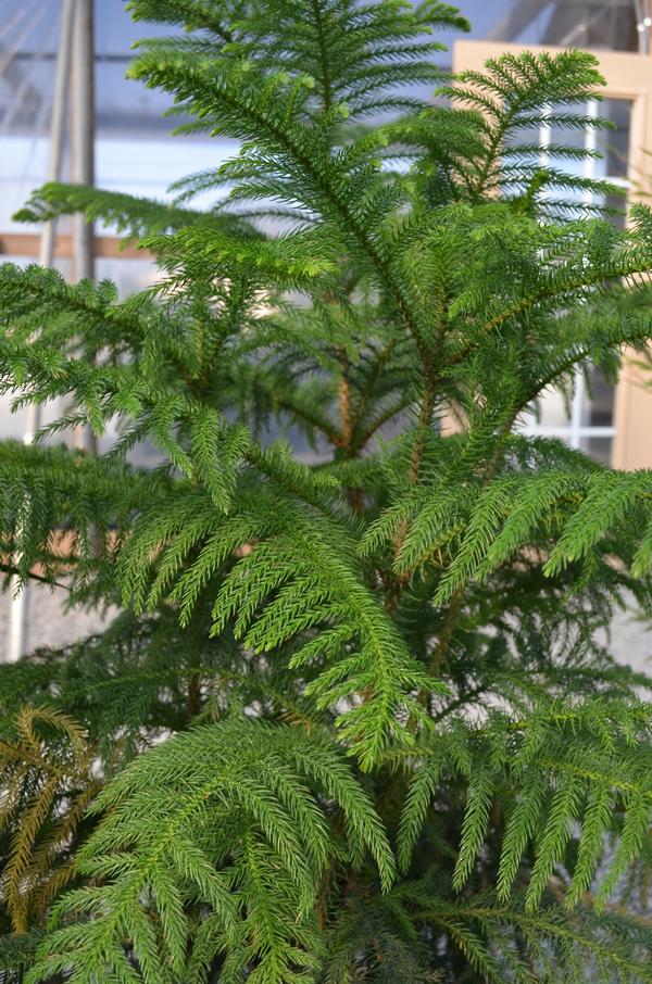 Araucaria heterophylla Norfolk Island Pine from Plant Life