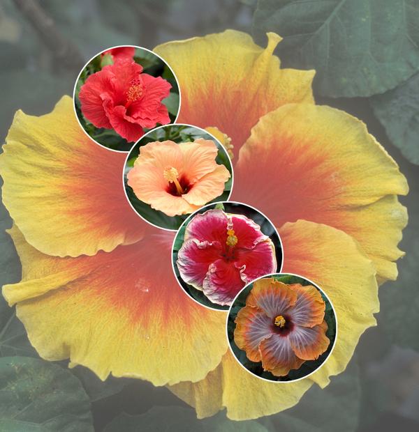 Hibiscus Assorted Tropical Hibiscus from Plant Life Farms