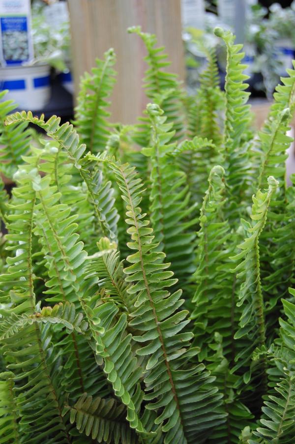 Nephrolepis obliterata Kimberly Queen Fern from Plant Life Farms