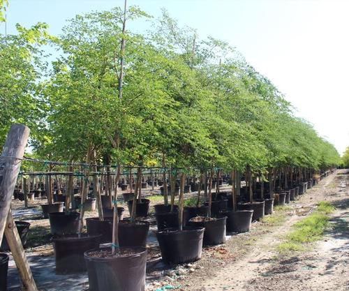 Gibasis geniculata 'Bridal Veil' from Plant Life Farms