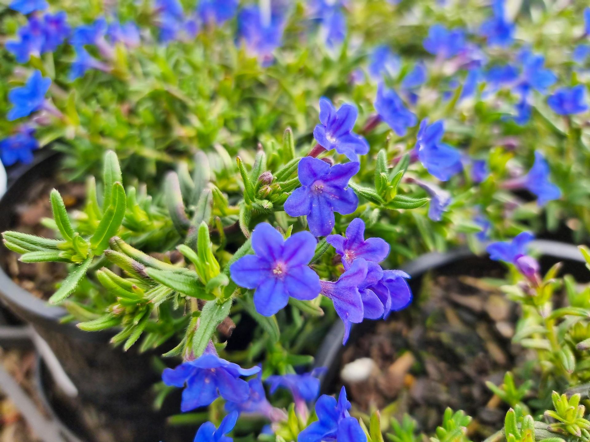 Lithodora diffusa Grace Ward Wholesale Nursery Nurseries in