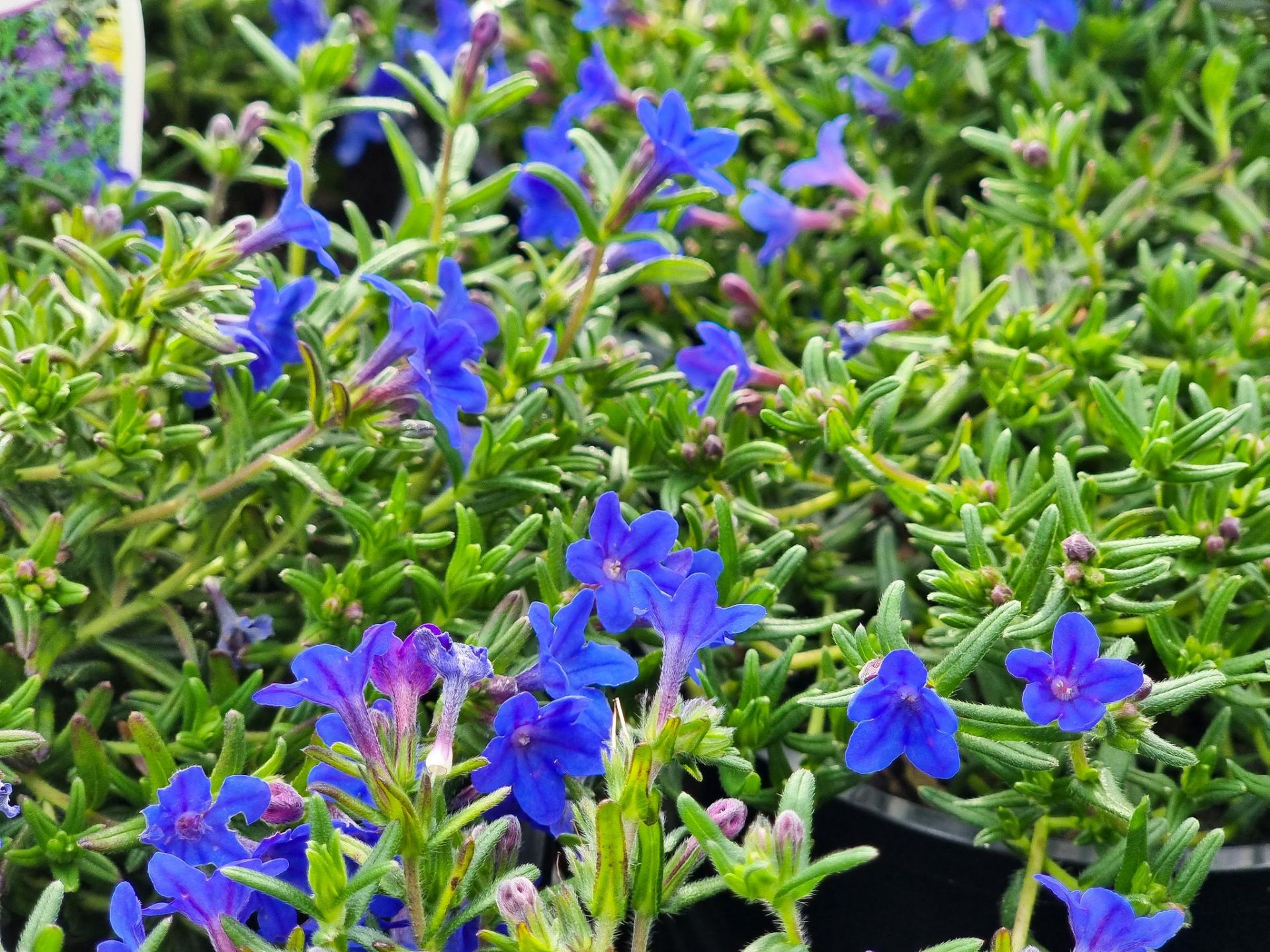 Lithodora diffusa Grace Ward Wholesale Nursery Nurseries in