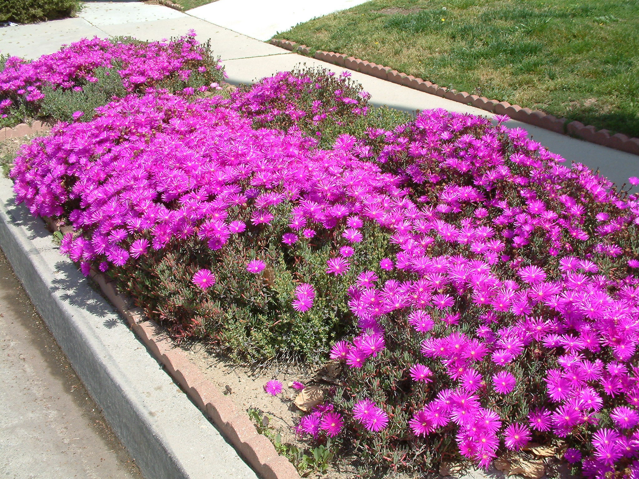 Lampranthus spectabilis, trailing ice plant Comes in many different
