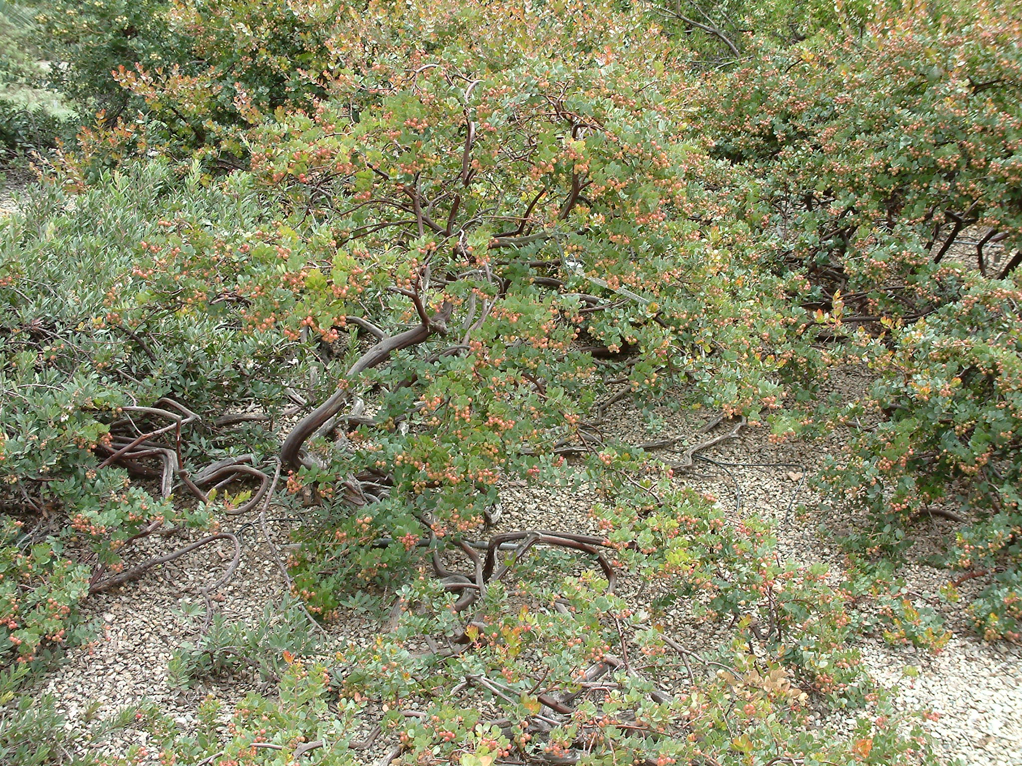 Arctostaphylos 'John Dourley'