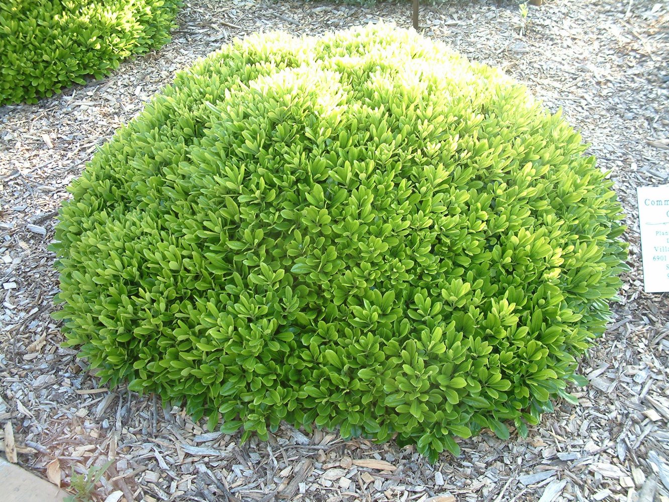 Pittosporum tobira 'Wheeler's Dwarf'