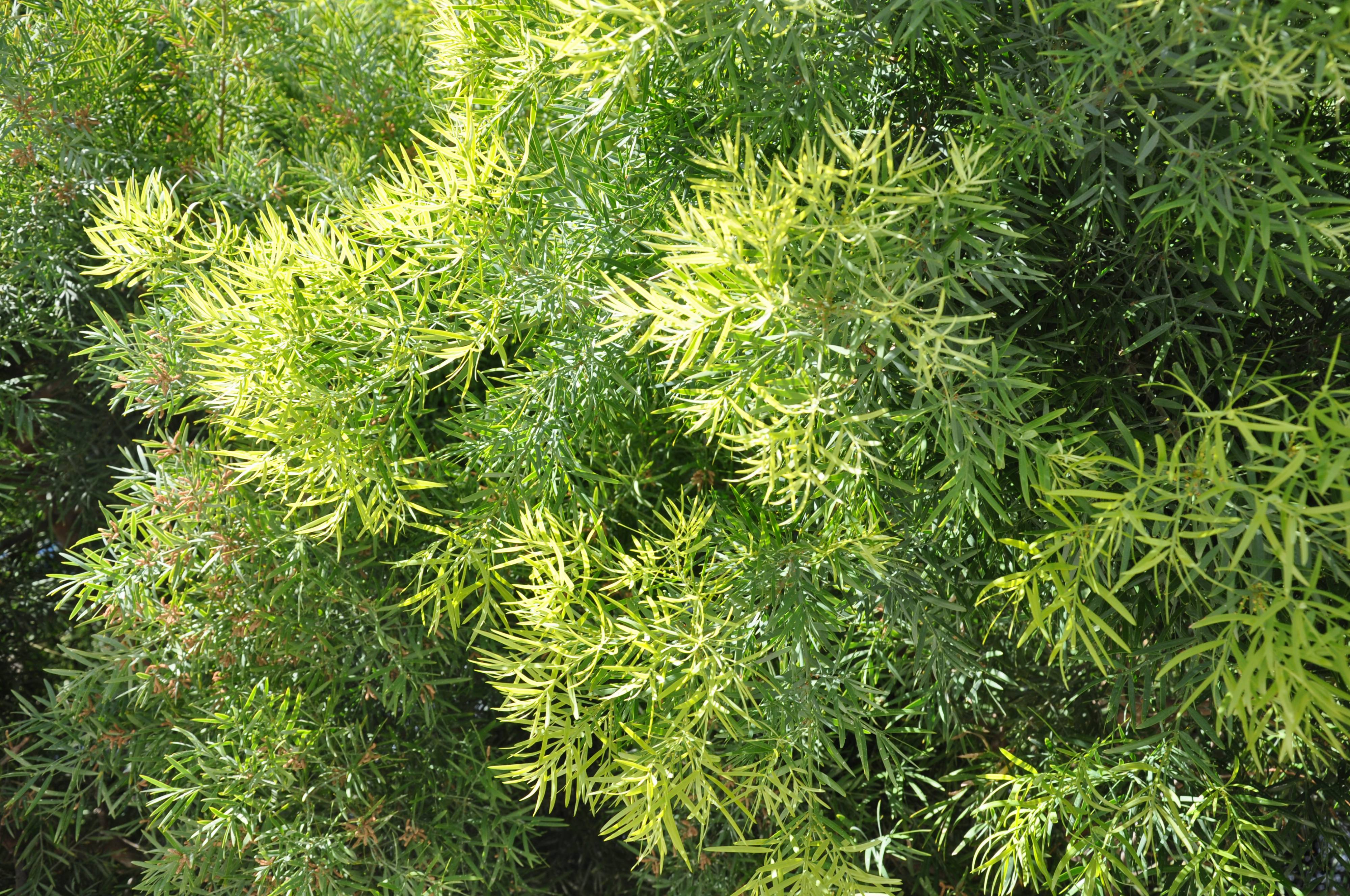 Podocarpus gracilior