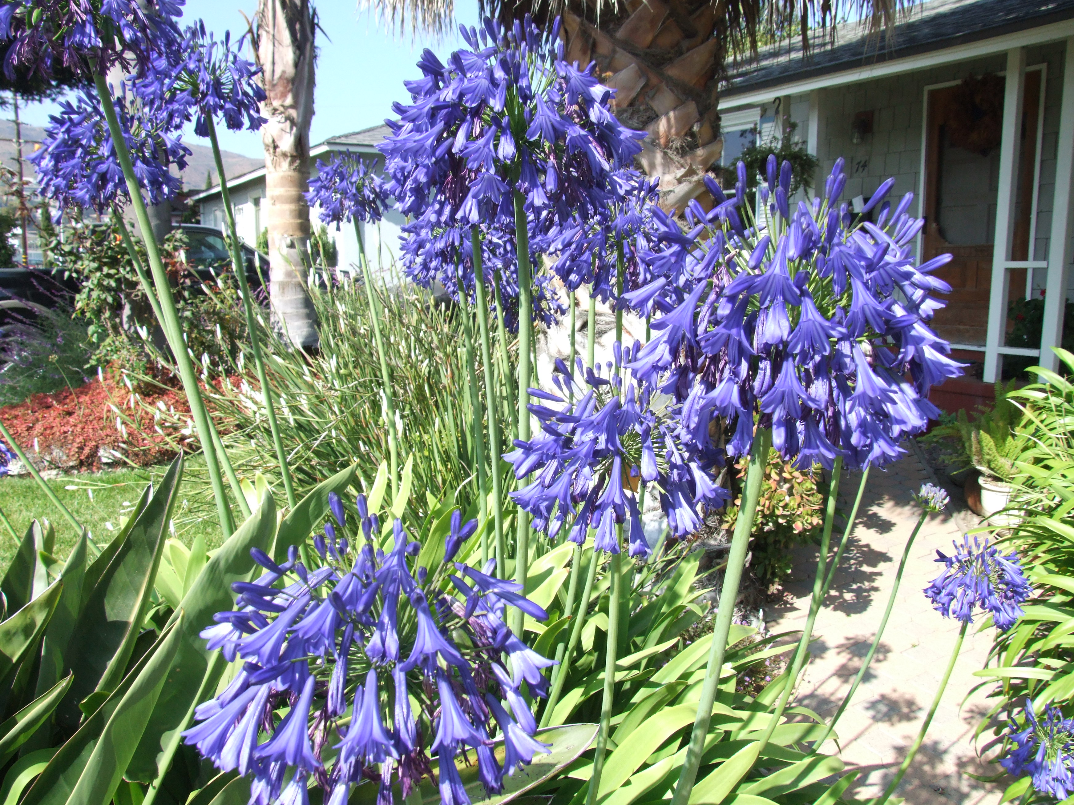 Agapanthus 'Storm Cloud'