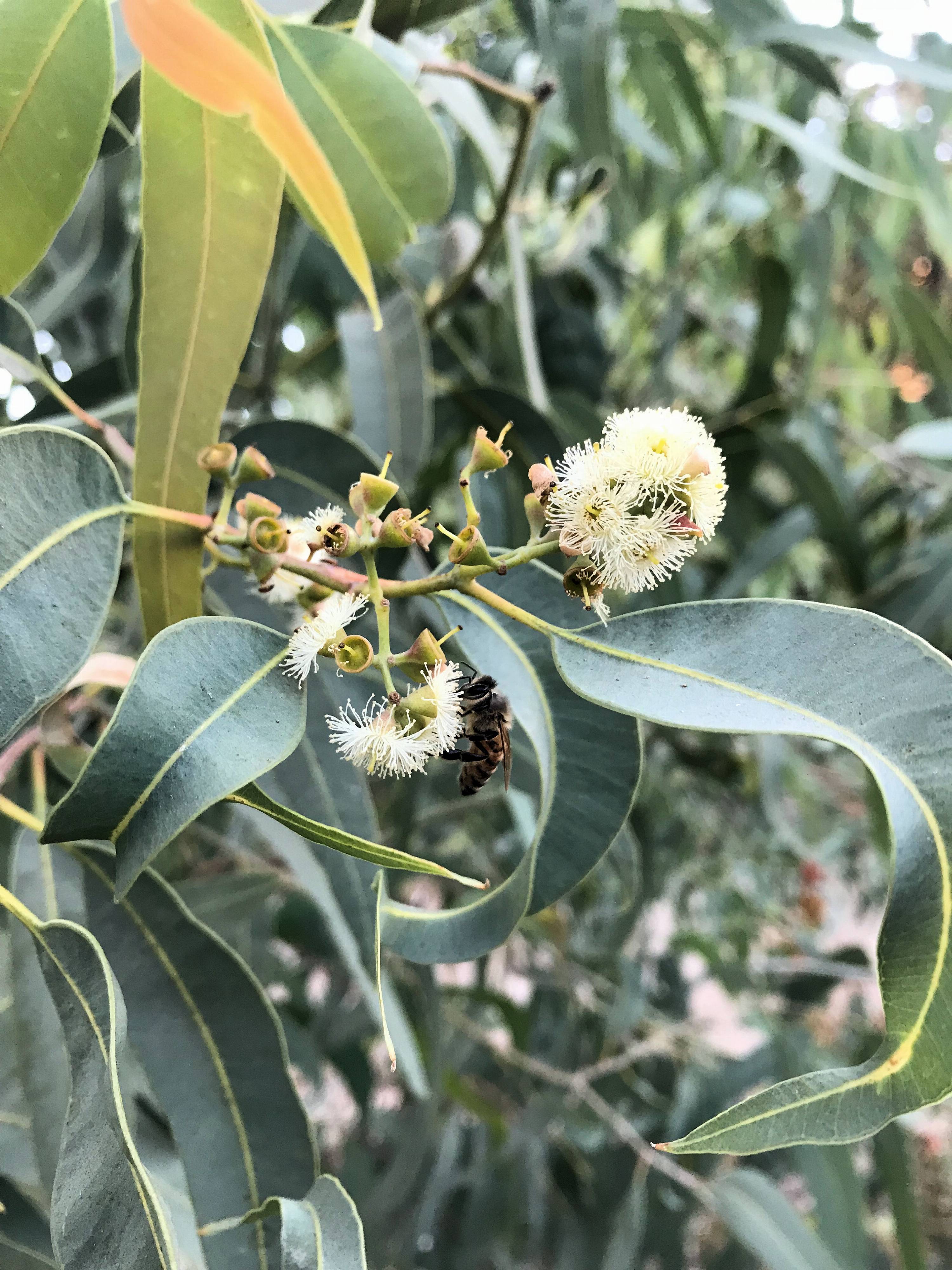 Eucalyptus victrix
