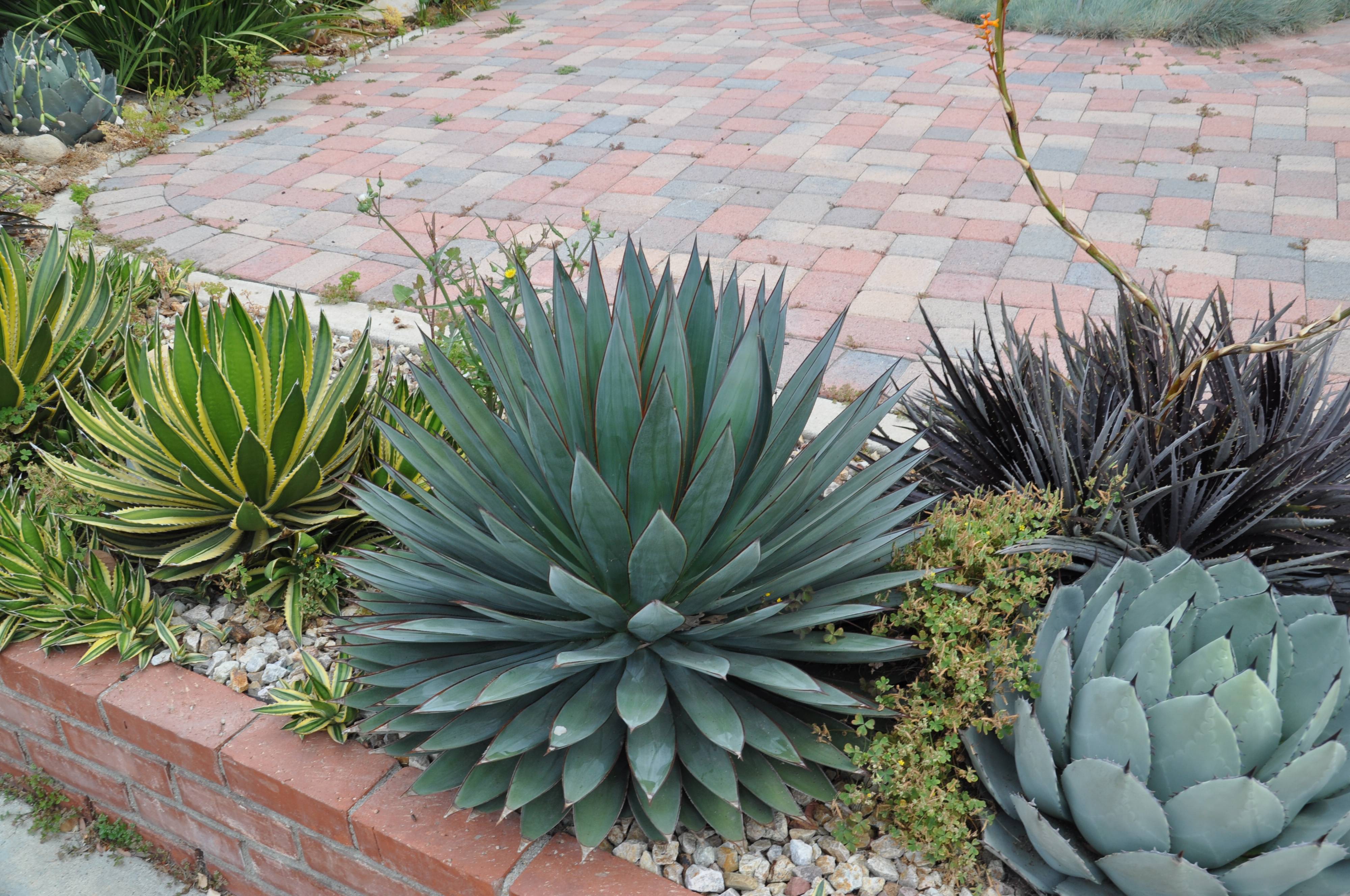 Agave 'Blue Glow'