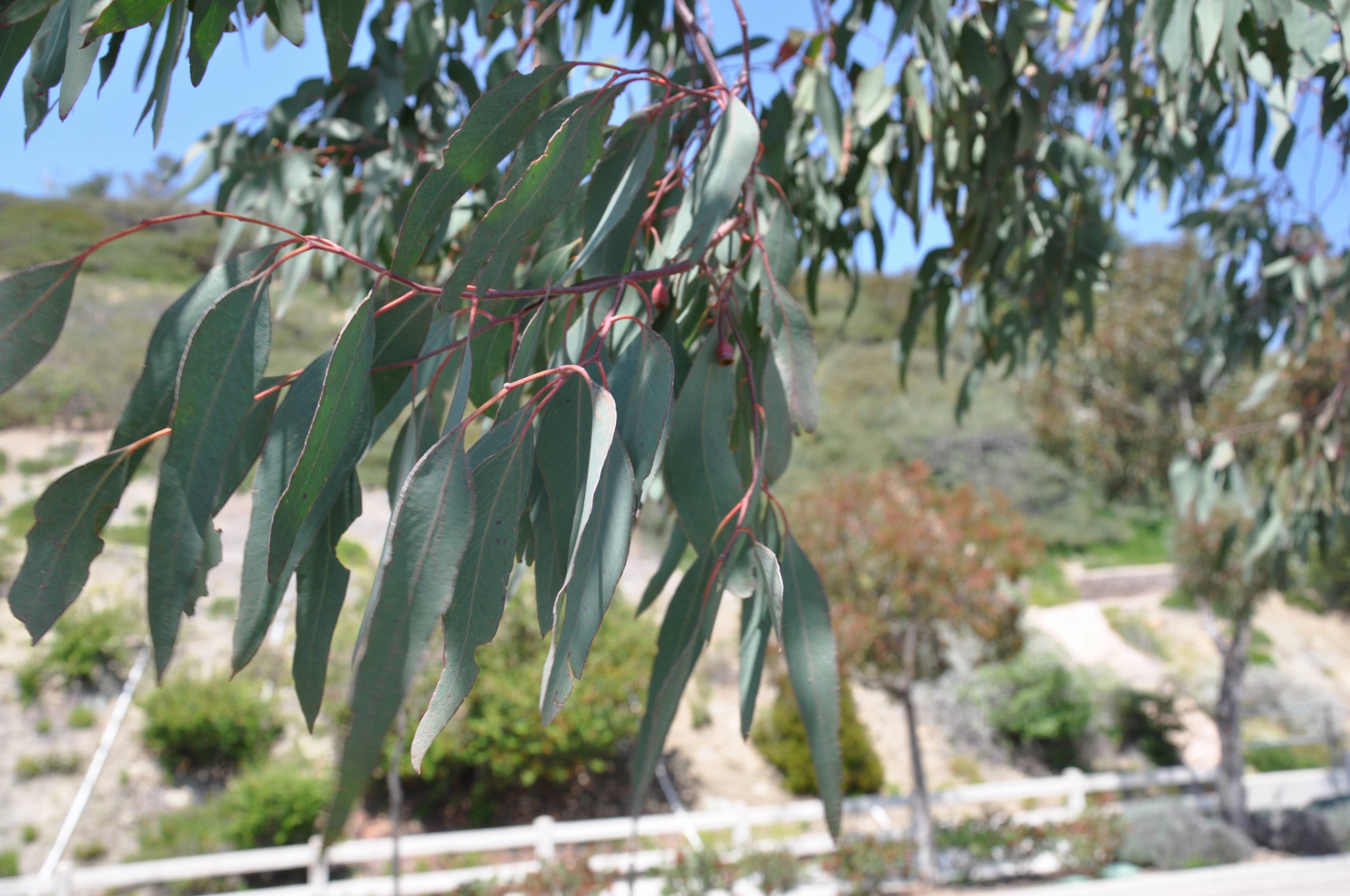 Eucalyptus camaldulensis