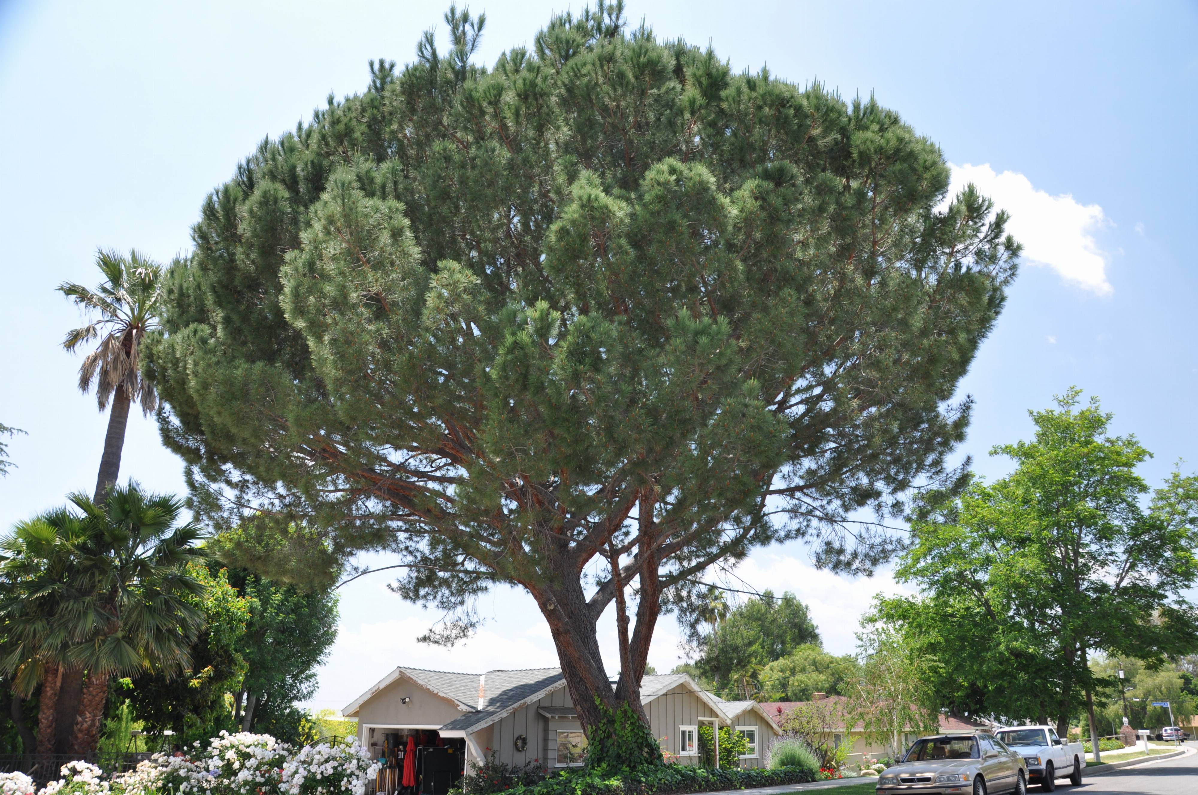 Pinus pinea