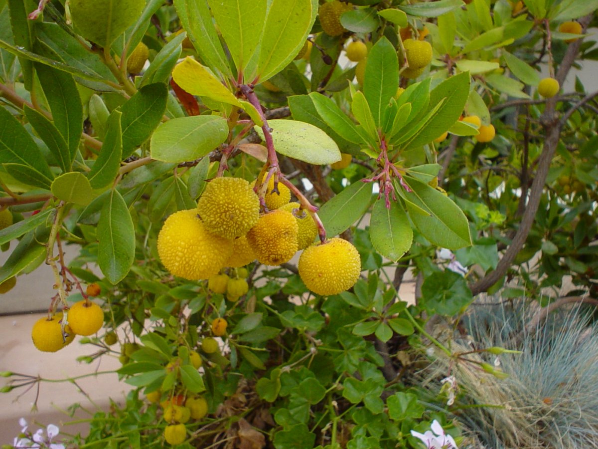 Arbutus unedo