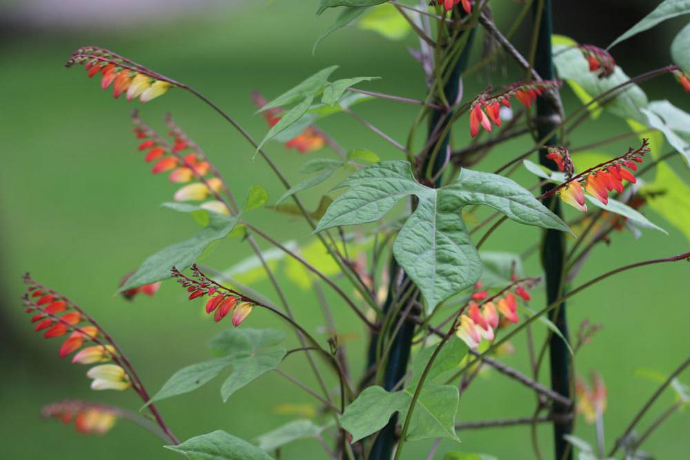 Sternwinde, Spanische Flagge, Ipomoea lobata Pflege von AZ