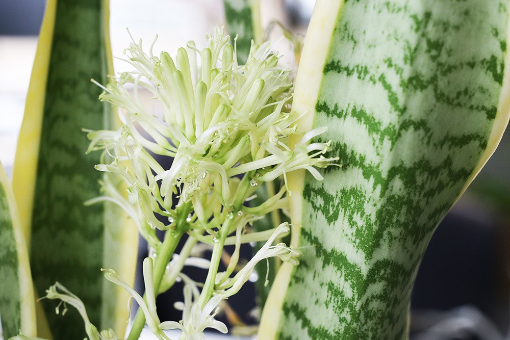 Bogenhanf blüht SansevieriaBlüten abschneiden?