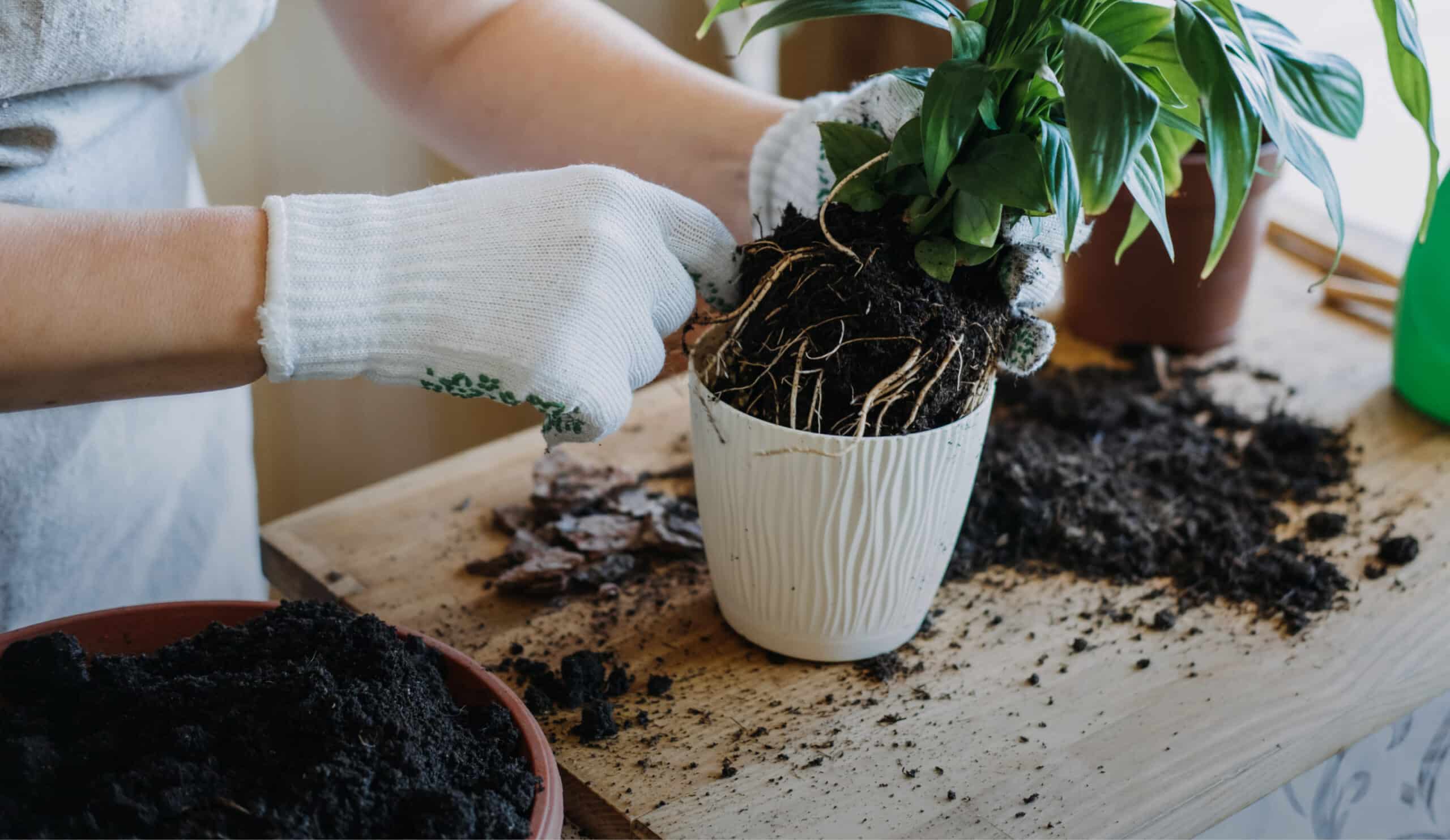 should you repot your plant? this checklist will give you the answer The Plant Project