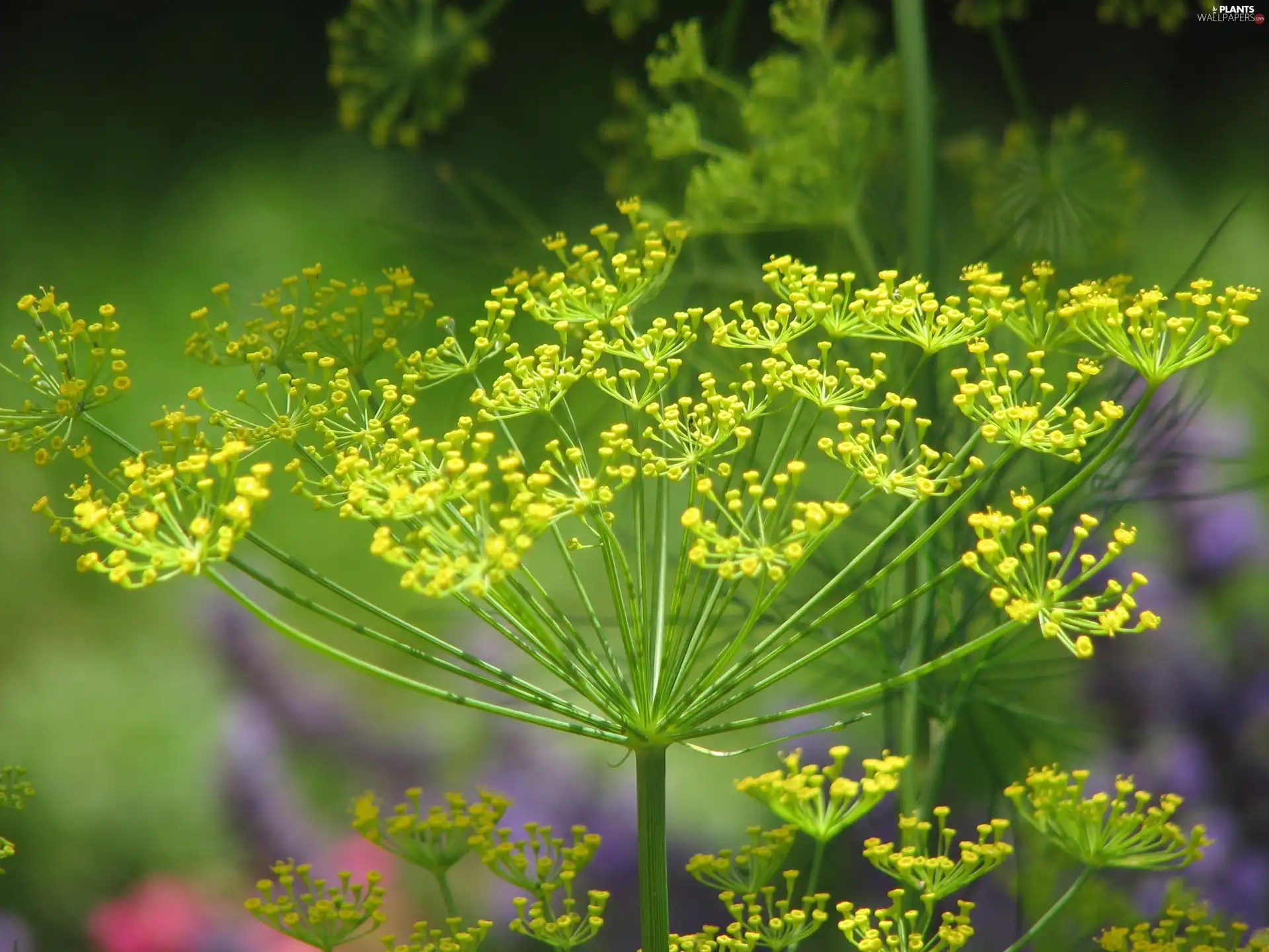 dill Plants wallpapers 2816x2112
