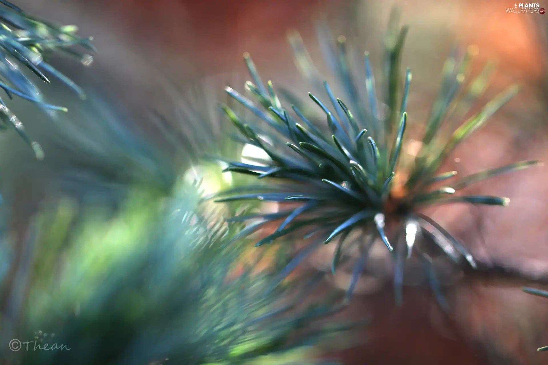 trees, pine, needle Plants wallpapers 2048x1365