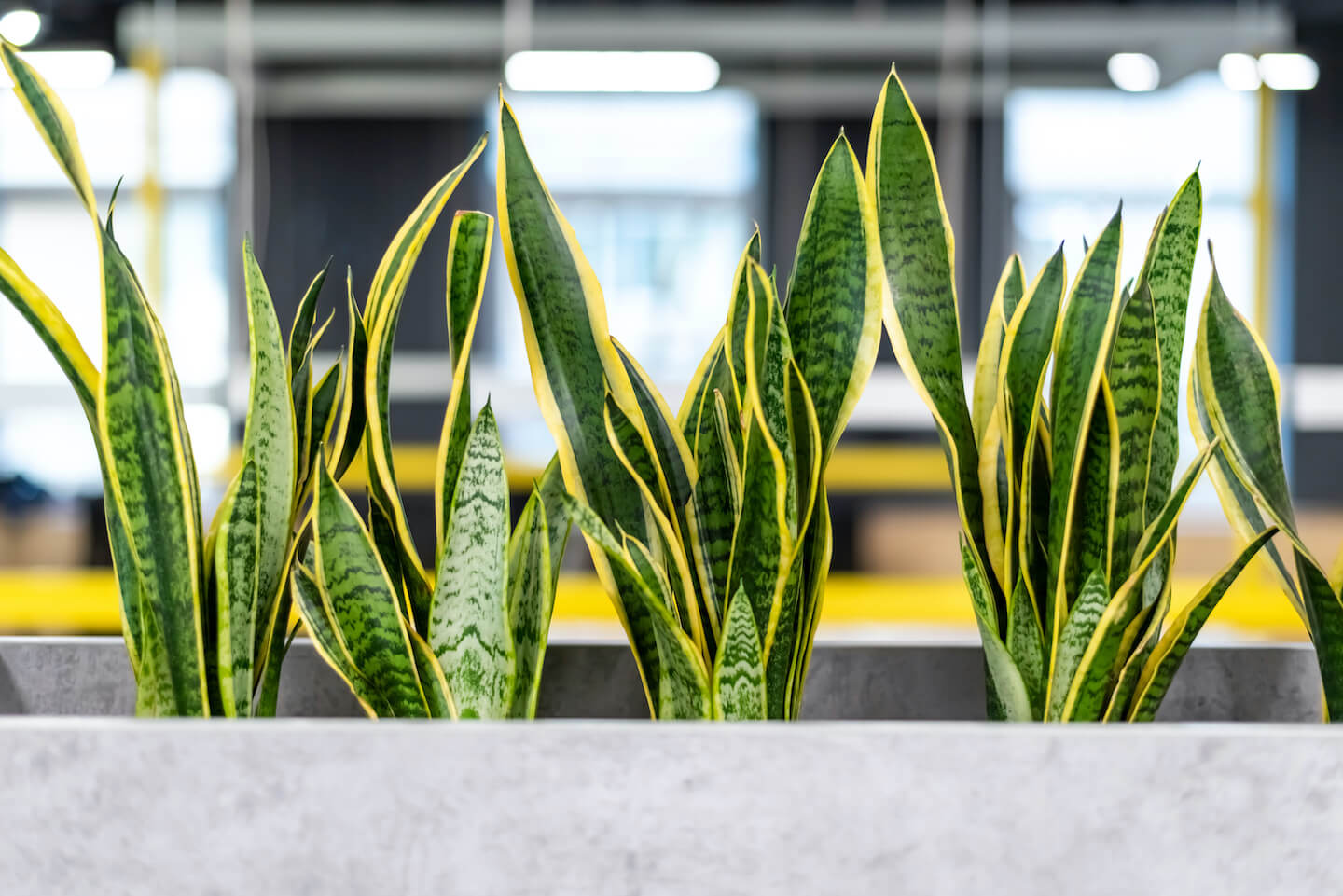 Top 5 Plants for Improving Indoor Air Quality in Your Office Plants Alive