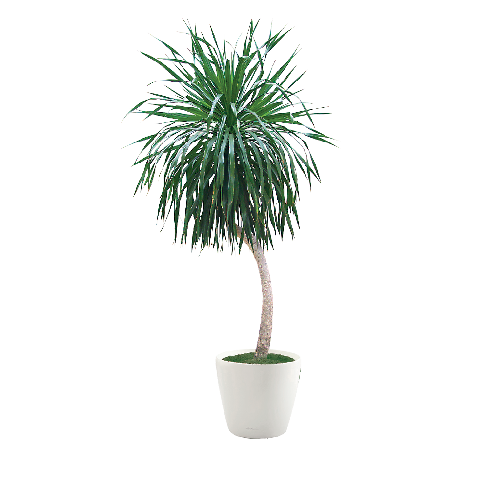 Dracaena Arborea Plant Care, Water, Sunlight Guide Plantscape LIVE